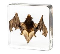 LKYLVEE Animaux de taxidermie de Chauve-Souris réels - Modèle de Chauve-Souris en résine - pour spécimens éducatifs en Salle de e Sciences