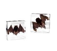 LKYLVEE Animaux de taxidermie de Chauve-Souris réels - Modèle de Chauve-Souris en résine - pour spécimens éducatifs en Salle de e Sciences
