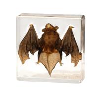 LKYLVEE Animaux de taxidermie de Chauve-Souris réels - Modèle de Chauve-Souris en résine - pour spécimens éducatifs en Salle de e Sciences