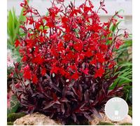 Lobelia 'Queen Victoria' - Fleur Cardinale - Entretien Facile - Zone 1/2 - D9cm - H15-25 cm