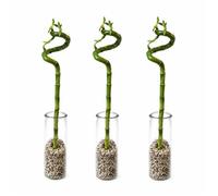 Lot complet de 3 Lucky Bamboo - Verre et galets - 40-45 cm - Dracaena Sanderia