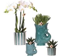 Lot composé d'une orchidée blanche Amabilis et de plantes succulentes - Plantes