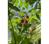 Lot de 10 graines de tomate sauvage mexicaine à germer, à planter