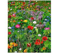 Lot de 100 graines de Fleurs sauvages en mélange - annuelles et vivaces