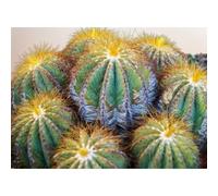Lot De 150 Graines À Semer - Le Grenier D'abondance - Trio De Graines De Cactus - 3 Saches Individuels