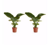Bloomique - Lot de 2 - Alocasia Gageana California - Oreille d'éléphant - Plantes d'intérieur - Purificateur d'air - Hauteur 60-80 cm - Pot de 21 cm