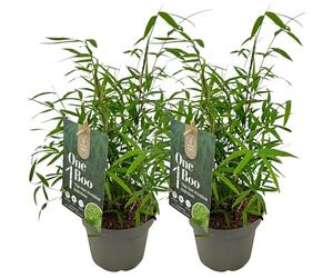 Lot de 2 Bambous Fargesia Angustissima - Bambou Non Traçant Persistant Feuillage Fin - Haie Brise Vue Compact Cannes Pourpres pour Jardin et Pot (40-50 cm, pot 14 cm inclus)