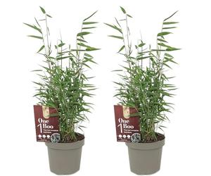 Lot de 2 Bambous Fargesia Jiuzhaigou - Bambou Non Traçant Persistant - Haie Brise-Vue sans Rhizomes - Cannes Rouges Décoratives pour Jardin et Pot (50-70 cm, pot 17cm inclus)