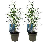 Lot de 2 Bambous Fargesia Papyrifera Blue Dragon - Bambou Non Traçant Persistant - Haie Brise-Vue en Pot - Cannes Bleues pour Jardin et Terrasse (40-50 cm avec Pot 14cm)
