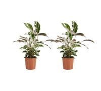 Lot de 2 - Calathea White Fusion - Plante paon - Plantes d'intérieur - H. 60-80 cm - P. 17 cm