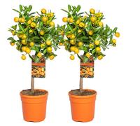Bloomique - Lot de 2 - Citrus Calamondin - Oranger d’appartement - Agrume - Arbre fruitier - Plantes de jardin - Hauteur 50-70 cm - Pot 19 cm