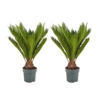 Bloomique - Lot de 2 - Cycas Revoluta - Palmier de la paix - Sagoutier - Plante d’intérieur - Très facile d’entretien - Hauteur 60-80 cm - Pot 17 cm