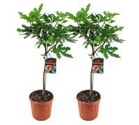 Bloomique - Lot de 2 - Ficus Carica ‘Brown Turkey’ - Figuier - Arbre fruitier - Plantes de jardin - Résistant au gel - Hauteur 80-100 cm - Pot 21 cm