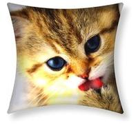 Lot de 2 Housses de Coussin 40x40 cm Motif Chaton Avizar Multicolore Multicolore G