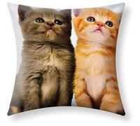 Lot de 2 Housses de Coussin 40x40 cm Motif Deux Chatons Avizar Multicolore Multicolore G