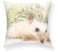 Lot de 2 Housses de Coussin 40x40 cm Motif Hérisson Avizar Multicolore Multicolore G