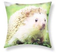 Lot de 2 Housses de Coussin 40x40 cm Motif Hérisson Jardin Avizar Multicolore Multicolore G
