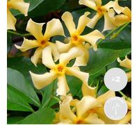 Lot de 2 - Trachelospermum jasminoides - Jasmin étoilé jaune - H. 50-70 cm - P. 15 cm
