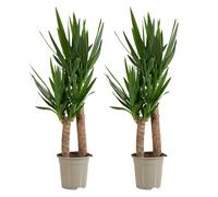 Lot de 2 - Yucca Elephantipes - Lis des palmiers - Plantes d'intérieur - P. 21cm - H. 80-90 cm