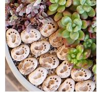 Lot de 20 figurines « pas japonais » pour jardin - Mini-décorations pour jardin extérieur et bonsaïs