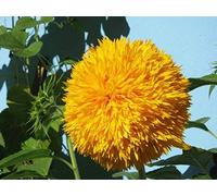 Lot de 20 graines de tournesol (Helianthus annus) bio non-OGM pour la maison Jardin Sunny Sun Flower Flower Open Pollinated Seeds for Planting Tall Teddy Tournesol