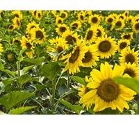 Lot de 20 graines de tournesol (Helianthus annus) bio non-OGM pour la maison Jardin Sunny Sun Flower Seeds Open Pollinated Seeds for Planting - Dwarf Sunflower