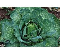 Lot de 200 Graines de Chou Coeur de Boeuf des Vertus - Ancienne Variété Française - Variété précoce et productive - Grande qualité gustative - A cuisiner cuit ou cru - Semences Reproductibles