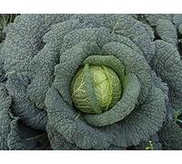 Lot de 200 Graines de Chou de Milan Aubervilliers - Variété Savoureuse et Tendre - Variété Ancienne et productive - Graines Garantie Germination - Très résistant au froid - Semences Reproductibles
