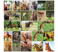 Lot de 25 cartes postales avec chevaux, poulains et poneys, vierges, format A6, cartes postales d'animaux pour enfants, filles, anniversaire d'enfant, école et postcrossing, poney Shetland, poney