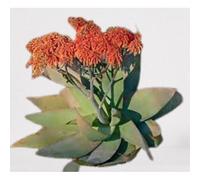 Lot De 25 Graines À Semer - Le Grenier D'abondance - Aloe Striata - Plante Succulente
