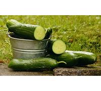 Lot de 25 Graines de Concombre Marketer - Variété Précoce à fruit long - Chair épaisse, ferme et croquante - Semence reproductibles - cylindrique légèrement épineux