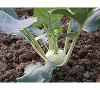 Lot de 250 Graines de Chou Rave Di Vienna Bianco - Croissance Rapide - Chair Blanche très tendre et goûteuse - Semences Reproductibles - Variété D'automne
