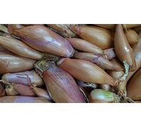 Lot de 250 Graines d'Oignon Echalion Zebrune - Saveur Délicate et Prononcé - Indispensable de la Cuisine - 100% Naturelle - Qualité Gustative - Garantie Germination - Semences 100% Reproductibles