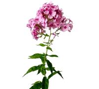 Lot de 3 grandes fleurs de flammes roses Phlox paniculata dans un pot de 1 l
