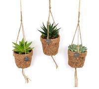 Lot de 3 mini-succulentes Kokopot String Ø10cm, faciles d'entretien 15cm jardin