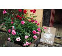 Lot de 3 plants de roses Rosa Bling : Mélange aléatoire
