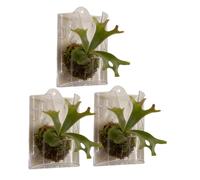 Lot de 3 pots à orchidées verticaux, panier à suspendre pour intérieur, support de fleurs décoratif, affichage mural de jardin, terrasse, balcon, cour, chambre à coucher, salon, salle de bain,