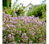 Lot de 3 - Thymus Vulgaris - Thym commun - Aromates - Plantes de jardin - H. 10-20 cm - P. 9x9 cm