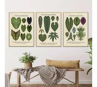 Lot de 3 toiles Affiche feuillage colocasia anthurium alocasia plantes rétro feuilles science beige mural impressions d’art cadeau chambre Salon Dortoir Galerie Couloir Décor Image, 40x60 CM (15.8x23.