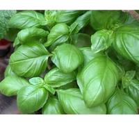 Lot de 30 Graines BIO - Basilic Grand Vert Genovese - Aromatique Potager - Aromate Fleur Legule Jardin - 04