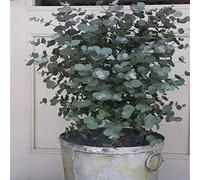 Lot de 30 graines d'eucalyptus, plantes aromathérapie, décoration d'intérieur tropicale pour femmes, hommes, enfants, débutants, jardiniers