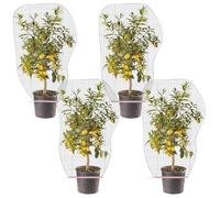 Lot de 4 filets anti-insectes, 1,5 m x 1 m, filet de protection contre les insectes, pour le jardin, les légumes, les légumes, les légumes