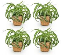 Lot de 4 plantes d'intérieur Chlorophytum comosum « Bonnie » avec panier