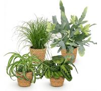 Lot de 4 plantes d'intérieur : Chlorophytum, Cyperus, Phlebodium, Maranta, avec