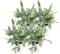 Lot de 4 plantes d'intérieur Phlebodium aureum Blue Star avec pot blanc Ø12cm