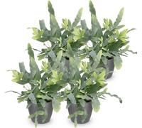 Lot de 4 plantes d'intérieur Phlebodium aureum Blue Star avec pot gris Ø12cm