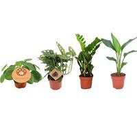 Lot de 4 plantes d'intérieur, pot Ø12cm, 20 à 40cm : Monstera, Strelitzia