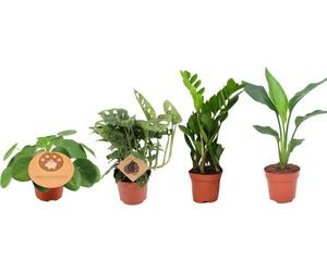 Lot de 4 plantes d'intérieur, pot Ø12cm, 20 à 40cm : Monstera, Strelitzia