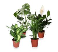 Lot de 4 plantes « purificateur d'air » Monstera, Spathiphyllum, Dieffenbachia, palmier Areca, env. 40-70 cm, pot de 12-15 cm, plantes d'intérieur faciles d'entretien pour appartement et bureau