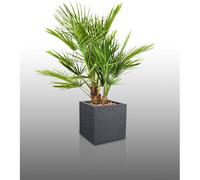 Lot De 40 Graines À Semer - Le Grenier D'abondance - Fan De Palmiers Chamaedorea - 4 Sachets Individuels